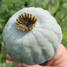 5,000 The Giant Poppy Seeds Papavaer Somniferum Massive Heads Giganteum Blooms