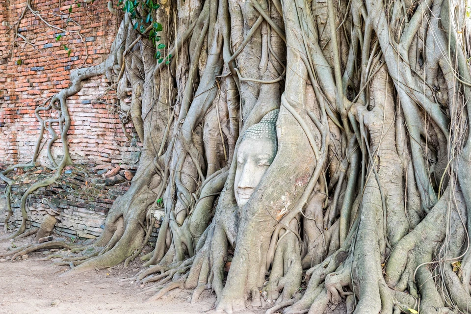 80+ Semillas Medicinales de Ficus Religiosa: Buda Peepal, Higo Sagrado, Un Árbol de Meditación Foto 4 de 4