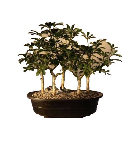 Jaboticaba Bonsai Tree Flowering | eBay