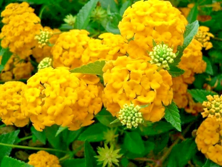 ✅Hydrangea  Arriba Reblooming Hydrangea (Macrophylla) fresh harvested seeds HS12