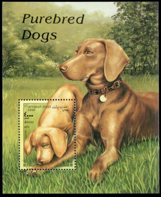 Art Body Portrait Postage Stamp VIZSLA HUNGARIAN POINTER Dog Romania MNH