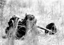 crp-31772 1989 Tom Cruise film Born on the Fourth of July crp-31772