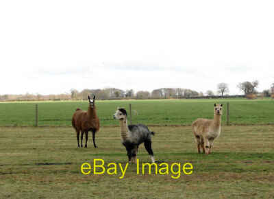 Foto 6x4 Spot the Llama Stratton Strawless Die zwei Tiere rechts gesehen c2008