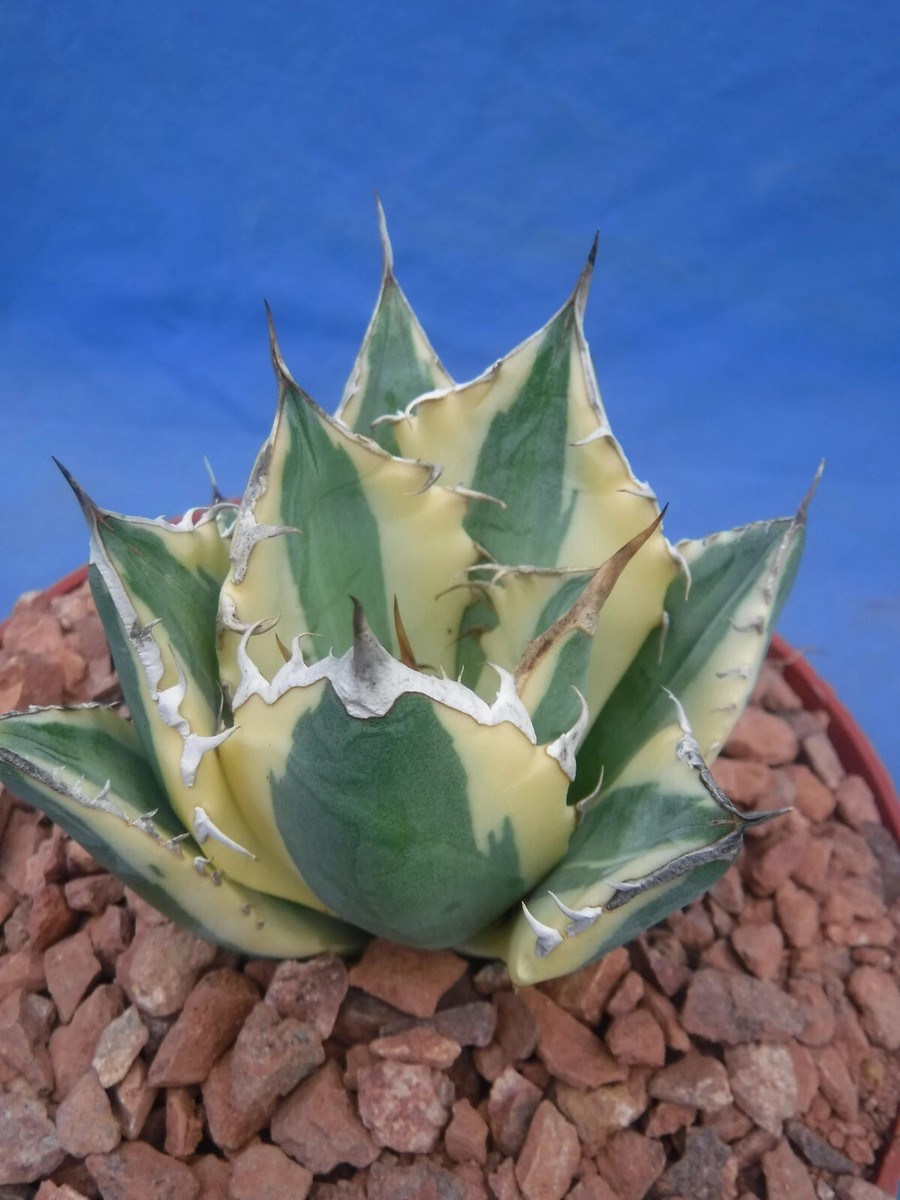 Set of THREE (3) Agave titanota Snaggle Tooth VARIEGATED Set of THREE (3) Agave titanota Snaggle Tooth VARIEGATED