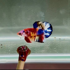 Koi Multicolor Metallic S65 Plakat - Male Betta