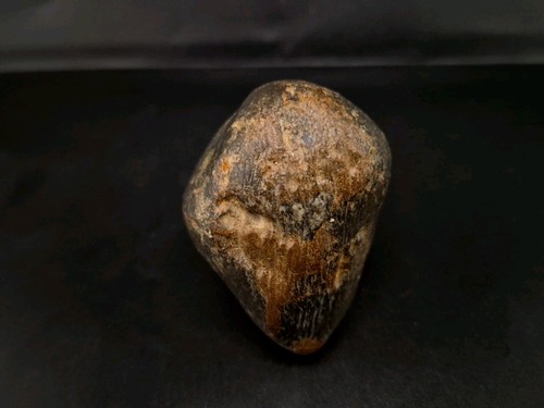 Real Permineralized Reptile Egg Fossil 