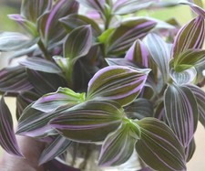 3x  rare Tradescantia Mini Spot USA rooted cuttings.