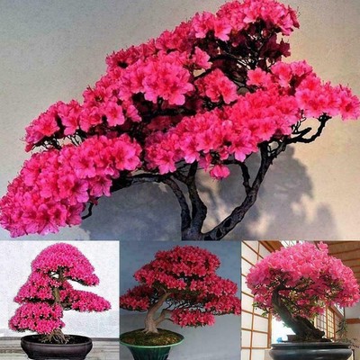 10Pcs Japanischen Sakura Kirschblüten Blumensamen Bonsai Seltene Baumpflanz J7O9