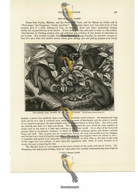 Slender Loris, Book Illustration (Print), 1884