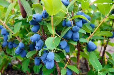 30 HONEYBERRY Blue Honeysuckle Lonicera Caerulea Edible Fruit Shrub Seeds |  eBay