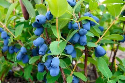 SEEDVILLE USA 30 HONEYBERRY Blue Honeysuckle Lonicera Caerulea Edible Fruit Shrub Seeds