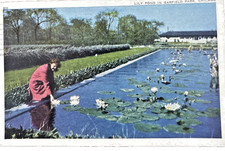 Garfield Park Lily Pond Chicago Illinois Line...