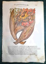 MATTIOLI MATTHIOLI Erbario a figure grandi originale del 1604 DATTERI
