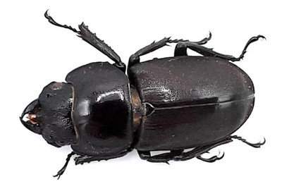 Lucanidae, Macrodorcas (Dorcus) rectus rectus, female, A1, 25mm, Japan, #LD384
