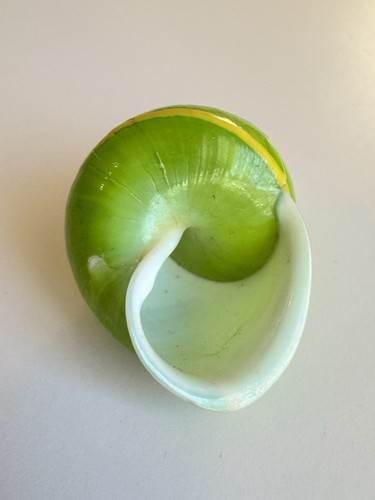 Papustyla Pulcherrima Land Snail Shell - 37.3 Manus Island Emerald Green Rare - Picture 10 of 12