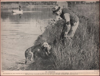 ducky the chesapeake bay retriever
