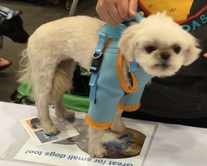 dog grooming harness