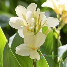 2 Bulbs Cream White Canna Lily Rare Tropical Perennial Exotic Plant Home Garden