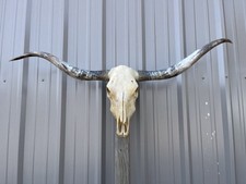 Longhorn STEER SKULL 4 Feet 9 Inch WIDE Horns BULL HORN MOUNTED COW HEAD