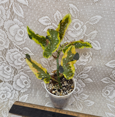 Begonia Plant -- 'Dainty Spray' Sport variegated | eBay