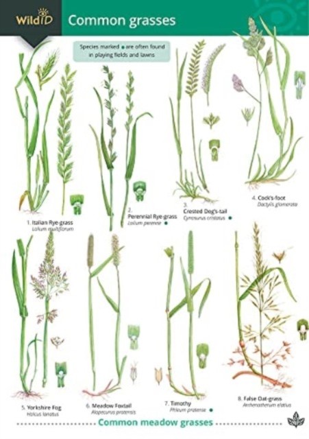 Common Grasses (WildID) - Image 3