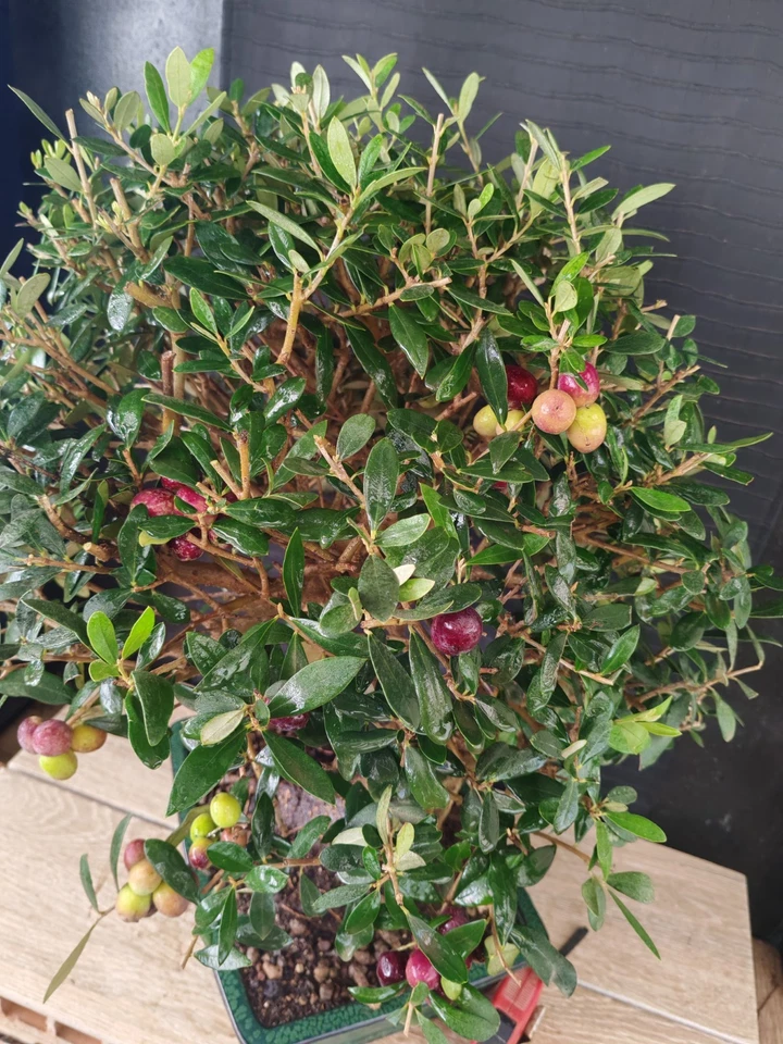 bonsai olivo h 58 cm visita il negozio - Immagine 4 di 4