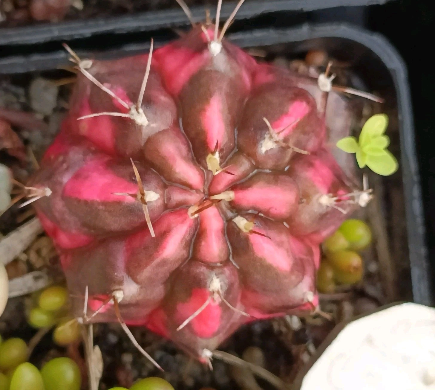 Cactus Variegated brown red colour beautiful Succulent plant
Opens in a new window or tab