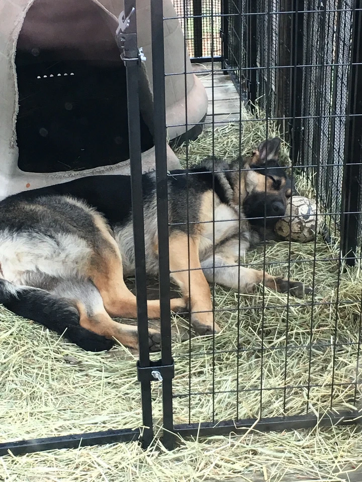 2 x dog kennels AKC approved, each is 4' x 8' x 52" with roof. Price Is For Both - Image 2 of 4