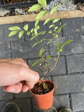 Chinese Elm Mini Twists Bonsai