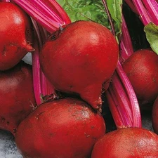 Beet Seeds: Red Ace Beet Seeds Fresh Seed