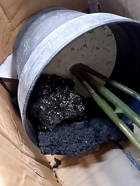 Vickerman TA1879 45 pulgadas Planta de rosa rosa en maceta Foto 2 de 2