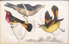 Fliegenschnäpper Original Lithographie handkoloriert Fullarton 1870