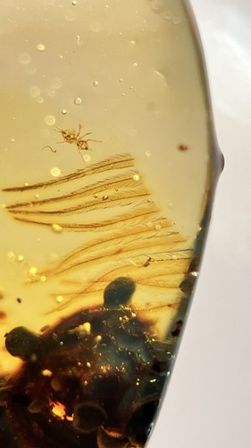 Fossil amber Insect Burmese burmite Cretaceous Feathers Insect Myanmar - Picture 5 of 10