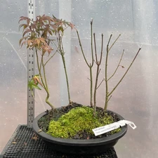Japanese Maple Grouping Bonsai