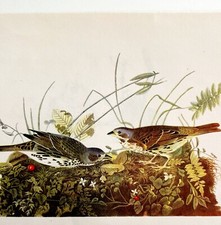 Fox Sparrow Bird Lithograph 1950 Audubon Antique Art Print DWP6A
