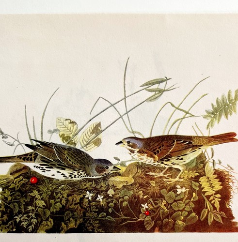 Fox Sparrow Bird Lithograph 1950 Audubon Antique Art Print DWP6A