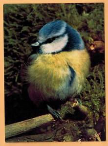 Carte Postale Oiseaux De Notre Pays Mesange Bleue Bird Edition D Art Yvon Ebay