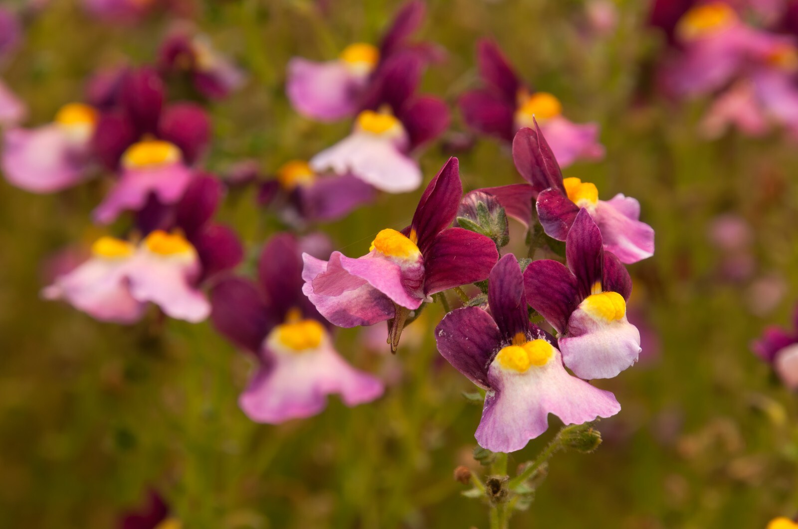 TOADFLAX Linaria Fairy Bouquet Mix 500+ Seeds flower garden SNAPDRAGON ...