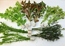 Teichpflanzen Set 10 Bund (2,80€/Stk.), Wasserpflanzen, Sumpfpflanzen,