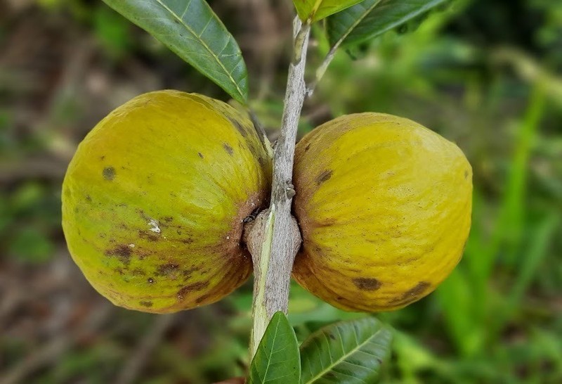 Pouteria Venosa