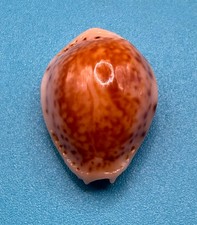 Naria acicularis – Dry Tortugas – 22.6mm