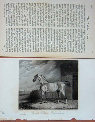Alter antiker Druck Bond'S Norfolk Phänomen Pferd 1894 Baily'S Magazin 19.