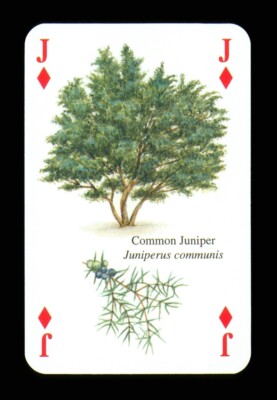 1 x playing card - Common Juniper tree - Jack of Diamonds ZU 16