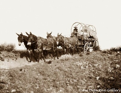 A Cowboy Chuck Wagon on the Move - 1908 - Historic Photo Print | eBay