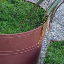 500+ SEEDS Sagina procumbens compacta Terrarium IRISH MOSS family 'grass' cover