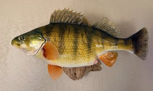 16.0” JUMBO Yellow Perch Fish Taxidermy Professionally Mounted on Driftwood