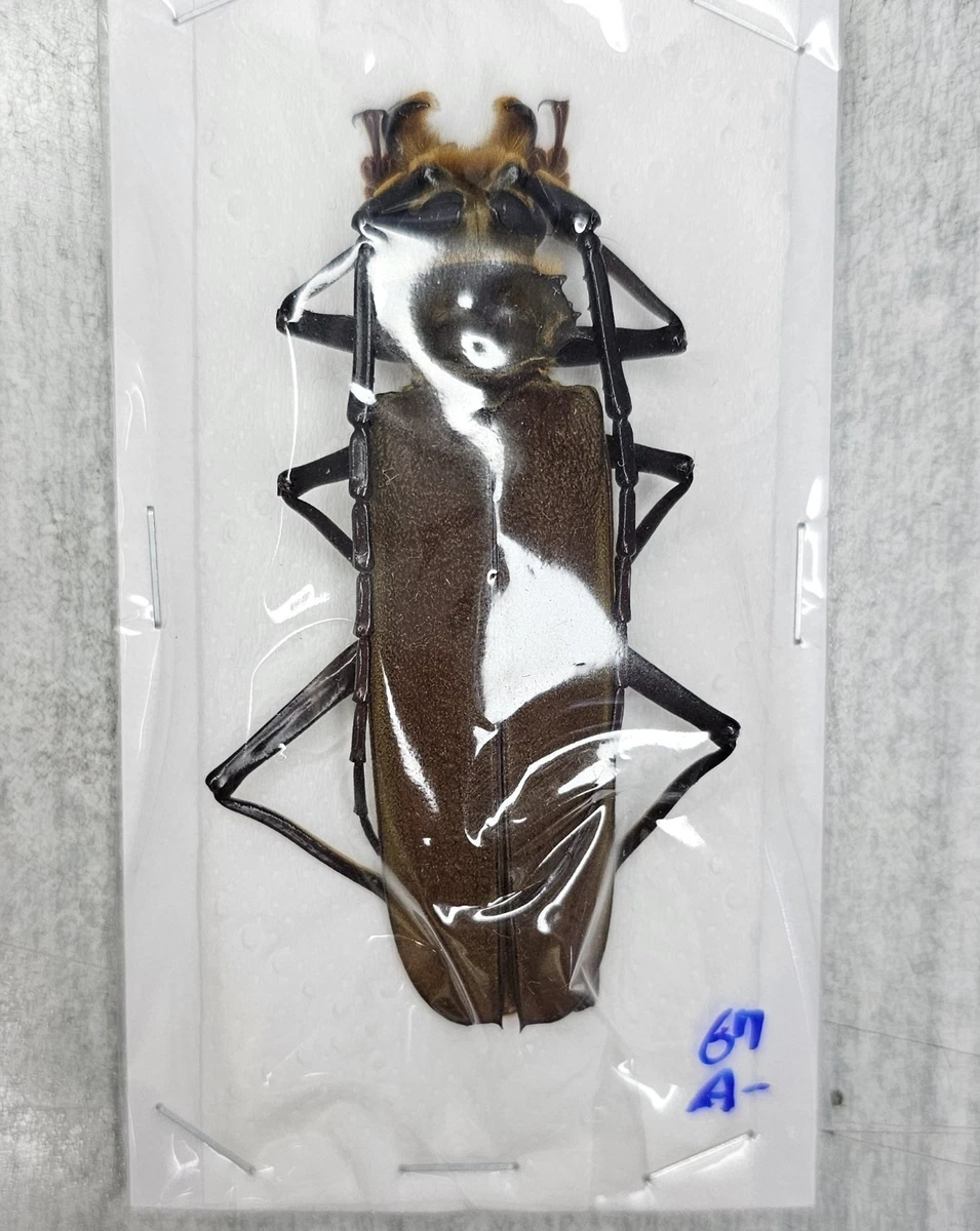 Cerambycidae Beetle for sale | eBay
