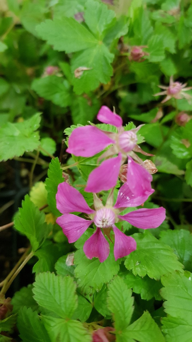 Framboisier nain arctique Rubus arcticus Beata arbuste fruitier de climat froid pour jardin