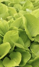 Hosta 'August Moon' -Plantain Lily- FREE DELIVERY ON 5 OR MORE OF ALL PLANTS 