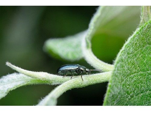 60mm F2.8 II MF APS-C Macro Lens For Canon EF-M RF Sony E Fuji X M4/3 L Mount - Picture 22 of 23